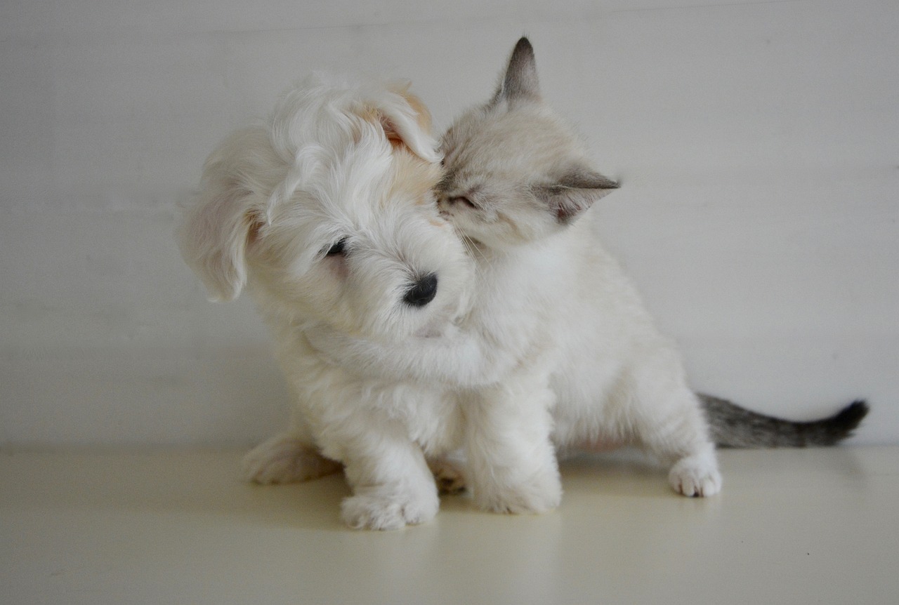 kiss, kisses, puppy kitten-2728106.jpg